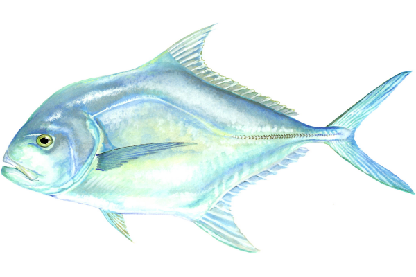 African Pompano