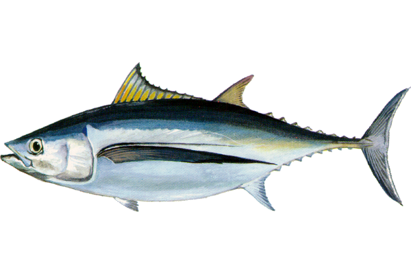 Albacore Tuna