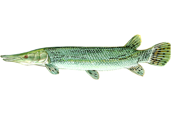 Alligator Gar