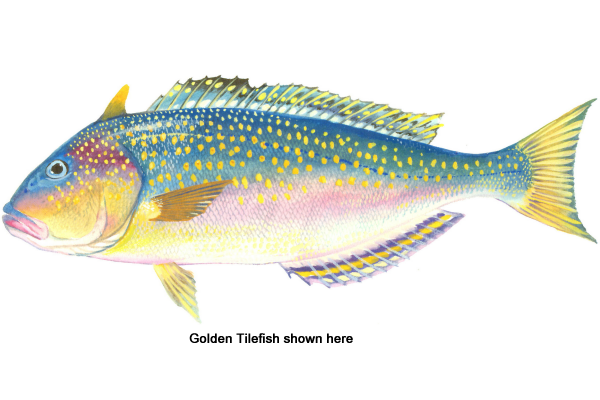Anchor Tilefish