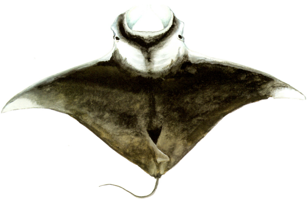 Atlantic Manta Ray