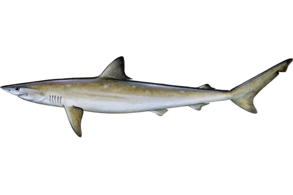 Atlantic Sharpnose Shark