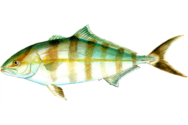 Banded Rudderfish