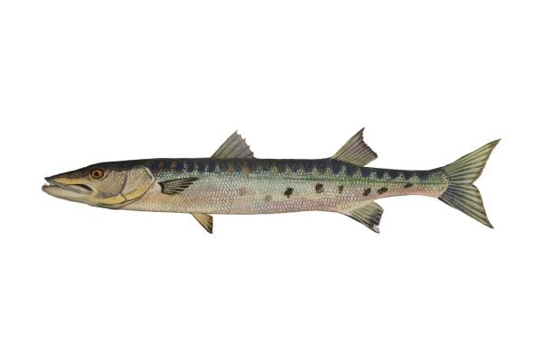 Barracuda