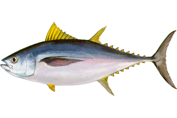 Bigeye Tuna