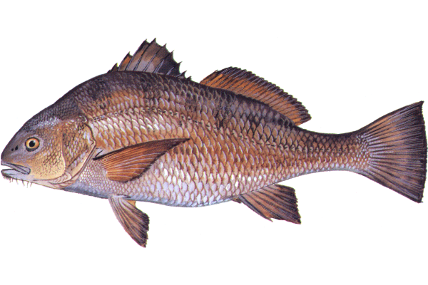 Black Drum