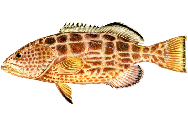 Black Grouper