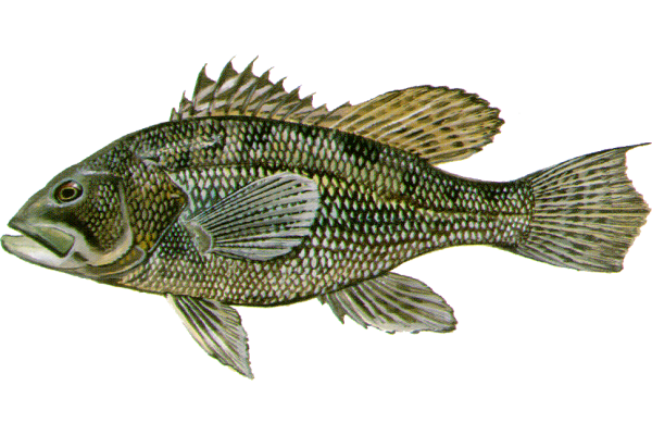 Black Sea Bass
