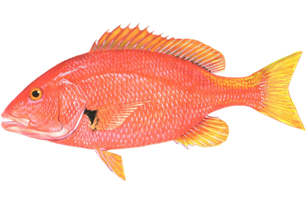 Blackfin Snapper