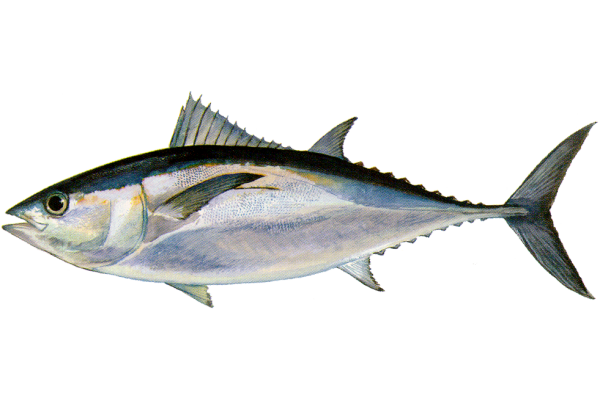 Blackfin Tuna