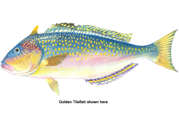 Blackline Tilefish