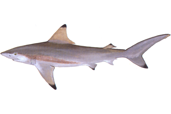 Blacktip Shark