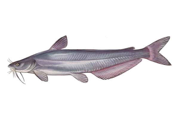 Blue Catfish