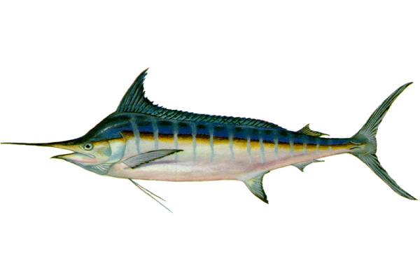 Blue Marlin