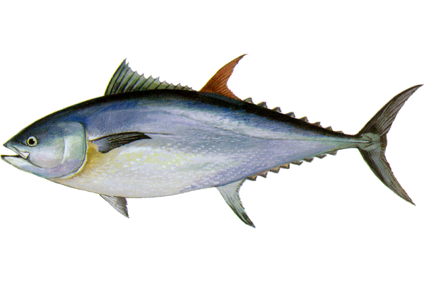 Bluefin Tuna