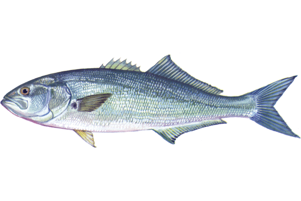 Bluefish
