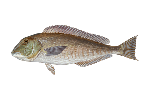 Blueline Tilefish