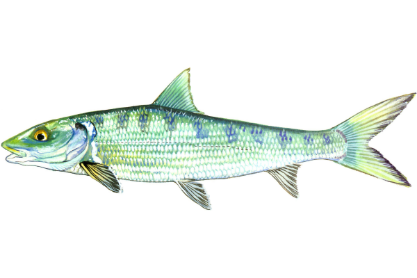 Bonefish