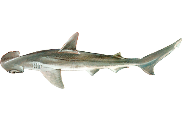 Bonnethead Shark