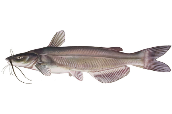 Channel Catfish