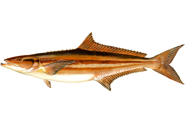 Cobia (ling)
