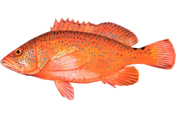 Coney Grouper