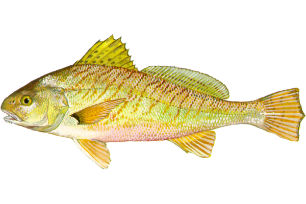 Croaker