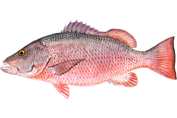 Cubera Snapper