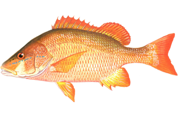 Dog Snapper