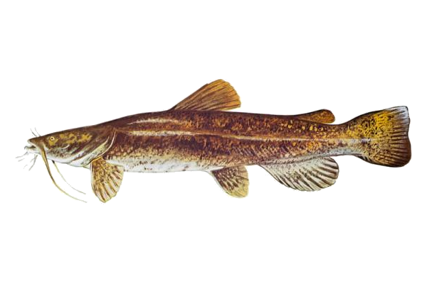 Flathead Catfish