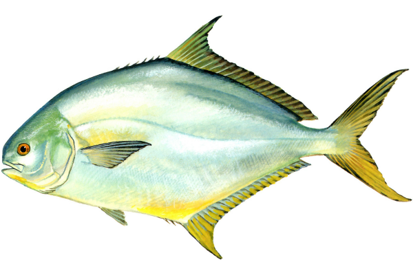 Florida Pompano