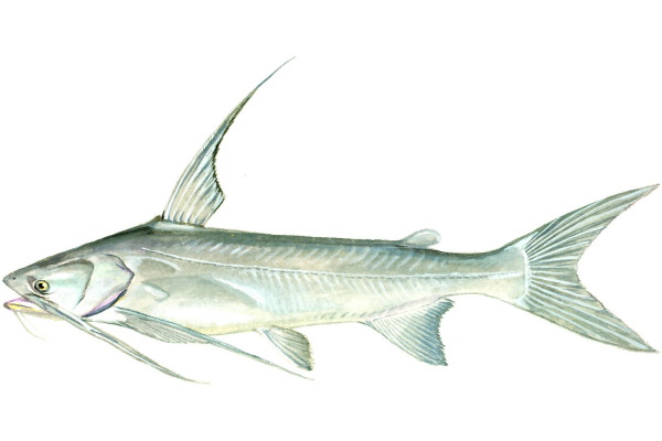 Gafftopsail Catfish