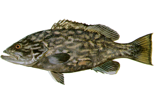 Gag Grouper