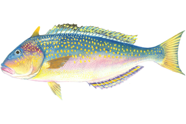 Golden Tilefish