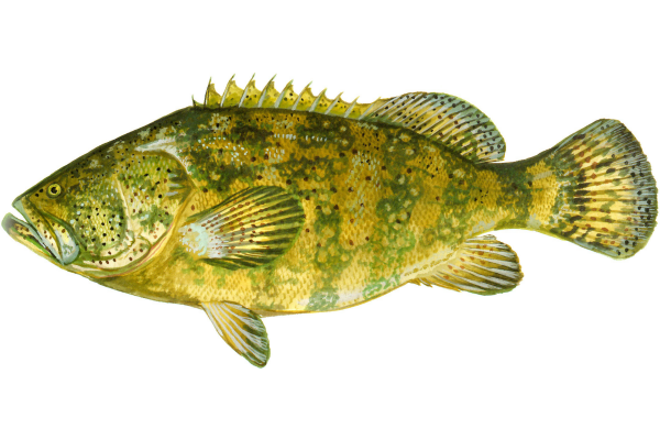Goliath Grouper (Jewfish)