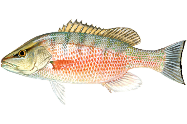 Gray (Mangrove/Black) Snapper