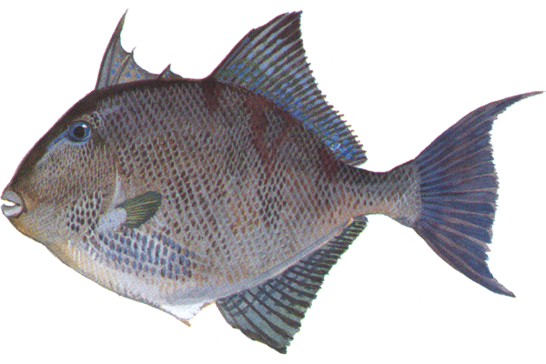 Gray Triggerfish