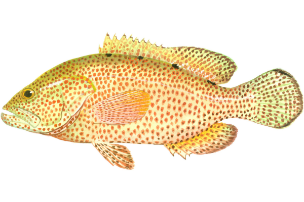 Graysby Grouper
