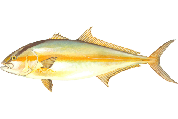 Greater Amberjack