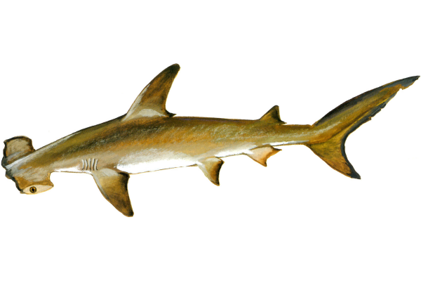 Hammerhead Shark