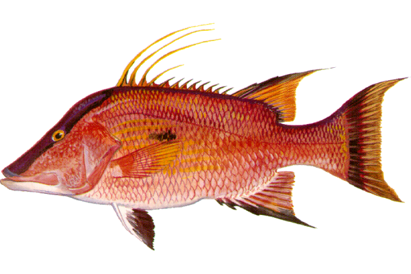Hogfish