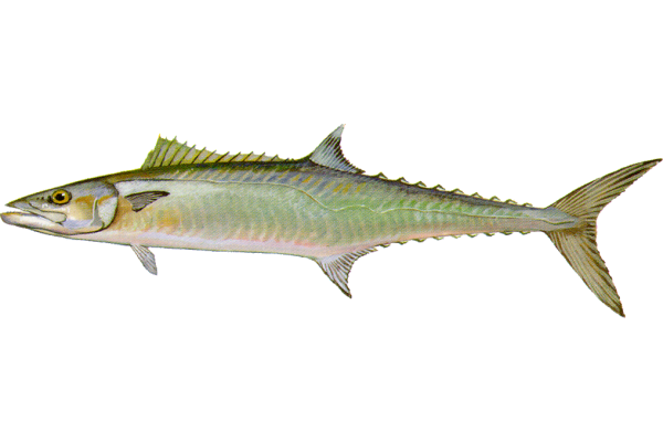 King Mackerel