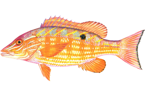 Lane Snapper
