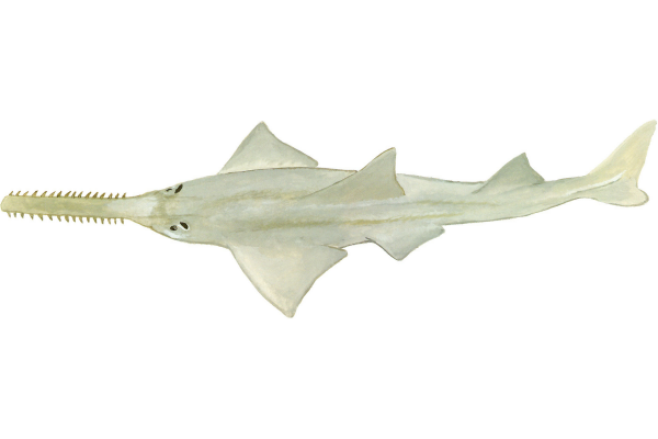 Largetooth Sawfish