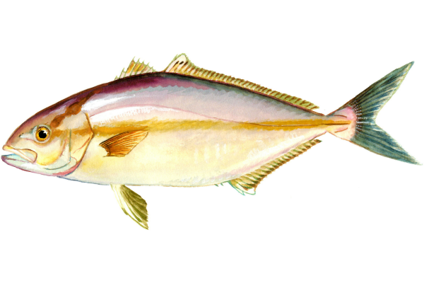 Lesser Amberjack