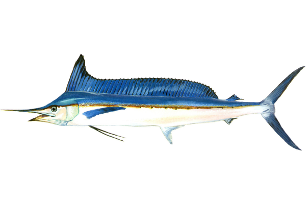 Longbill Spearfish
