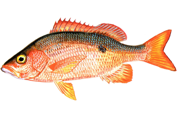 Mahogany Snapper