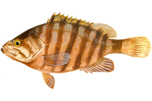 Misty Grouper