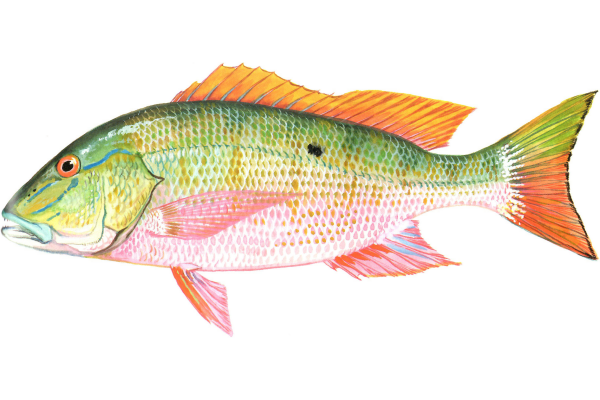 Mutton Snapper