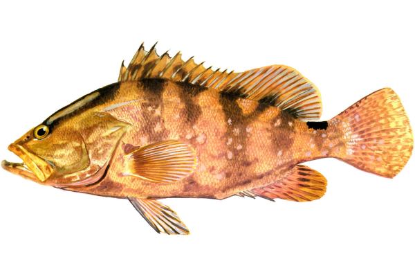 Nassau Grouper